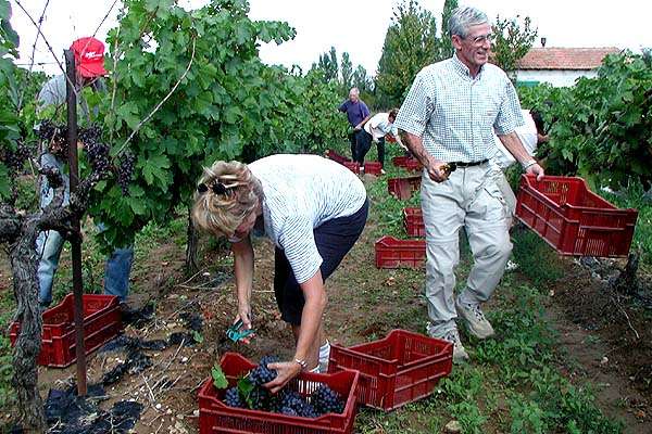  Vendanges 2002 