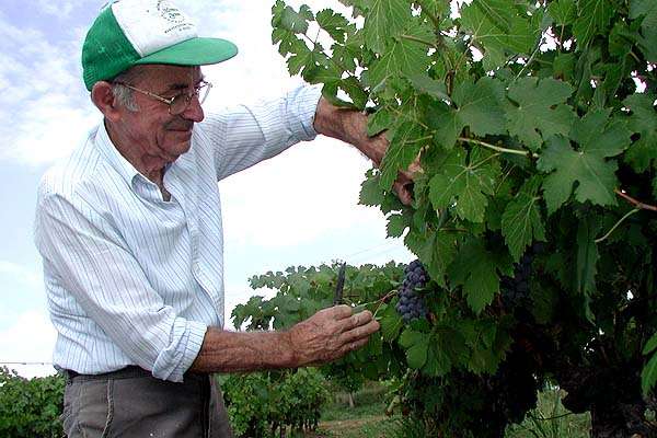  Vendanges 2002 